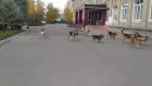 По территории школы в Пензе бегают стаи бродячих собак