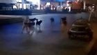Прогуливавшаяся по ул. Московской стая собак напугала пензенцев