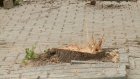 На Московской готовятся убрать аварийные деревья