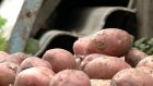 Картофельные качели: то пусто, то густо