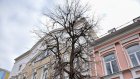 В Пензе передумали спиливать аварийные деревья на Московской