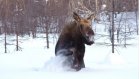 В Пензенской области браконьеры убили лосиху и двух косуль