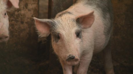 В Пензенской области зафиксировано три очага африканской чумы свиней