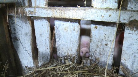 В Пензенской области зафиксировано три очага африканской чумы свиней