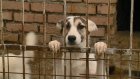 ГУЛАГ для собак: в пензенском приюте не нашли проблем с кормлением