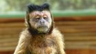 14 декабря - Международный день обезьян