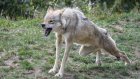 В Лопатинском районе участились встречи с волками