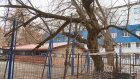 Старые деревья на улице Беляева угрожают безопасности людей