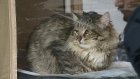 В Пензе устроили благотворительную выставку кошек