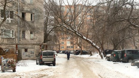 Горожане сообщили о старых деревьях на улице Дзержинского