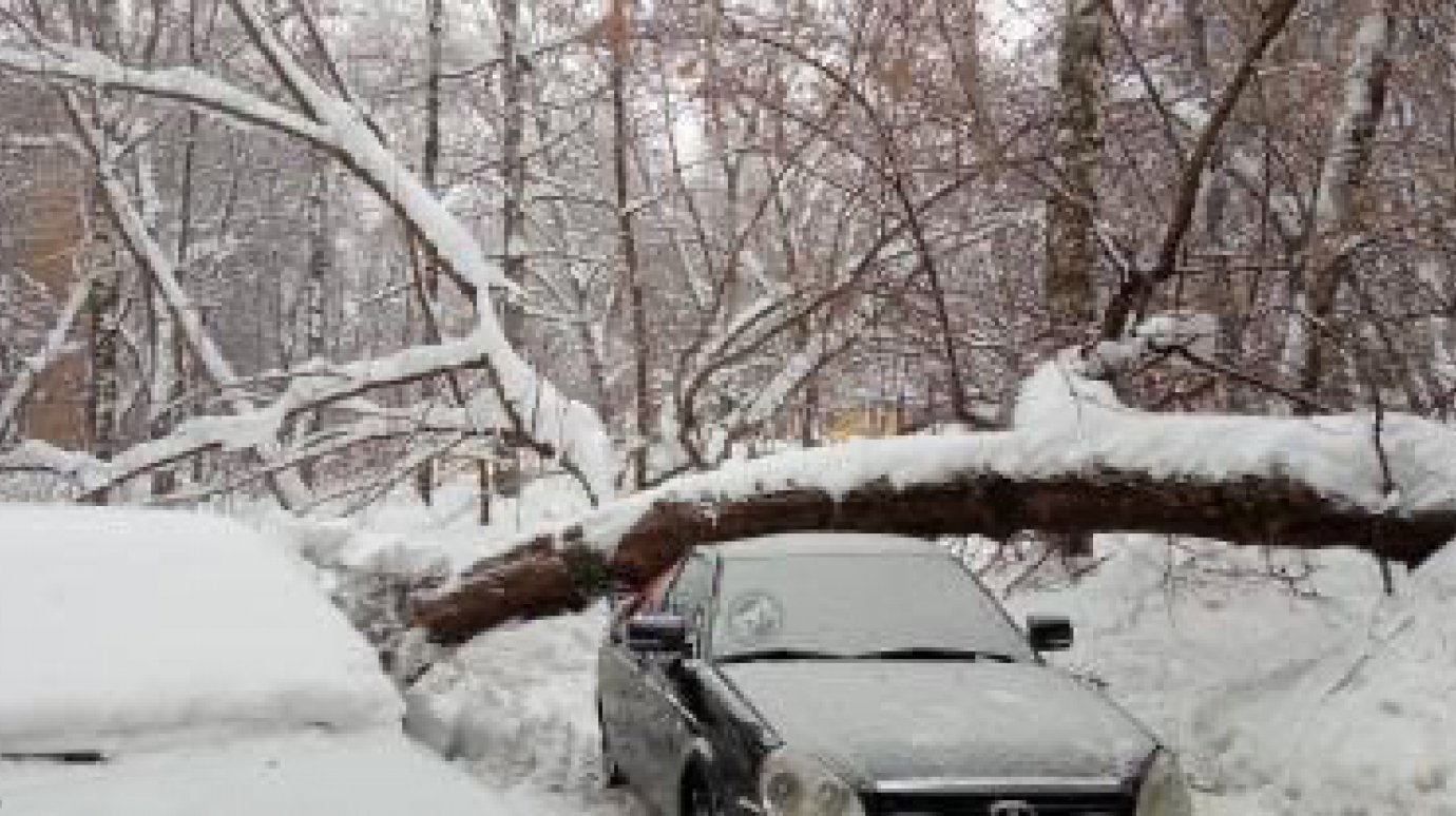 В Пензе под весом снега падают старые деревья