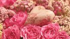 Названы лучшие цветы для подарка на День святого Валентина