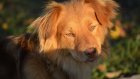 В Госдуму внесут проект о наказании за нападение бездомных собак