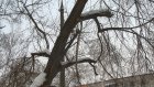 На проспекте Победы старые деревья угрожают безопасности людей