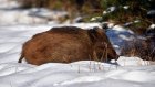 В Камешкирском районе браконьер убил двух кабанов