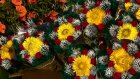 В Пензе открылись точки продажи цветов