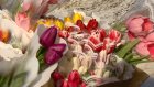 В Пензе цветочные ярмарки будут работать по 9 марта