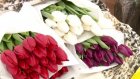 Пензенцам рассказали, как купить самые свежие цветы