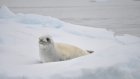 15 марта - День защиты детенышей тюленя