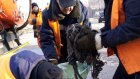 На ул. Ставского безответственные пензенцы засорили канализацию