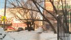 Пензенец сообщил об опасных старых деревьях на ул. Шевченко
