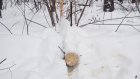 Житель области ответил за рубку сосен в лагере «Ласточка»