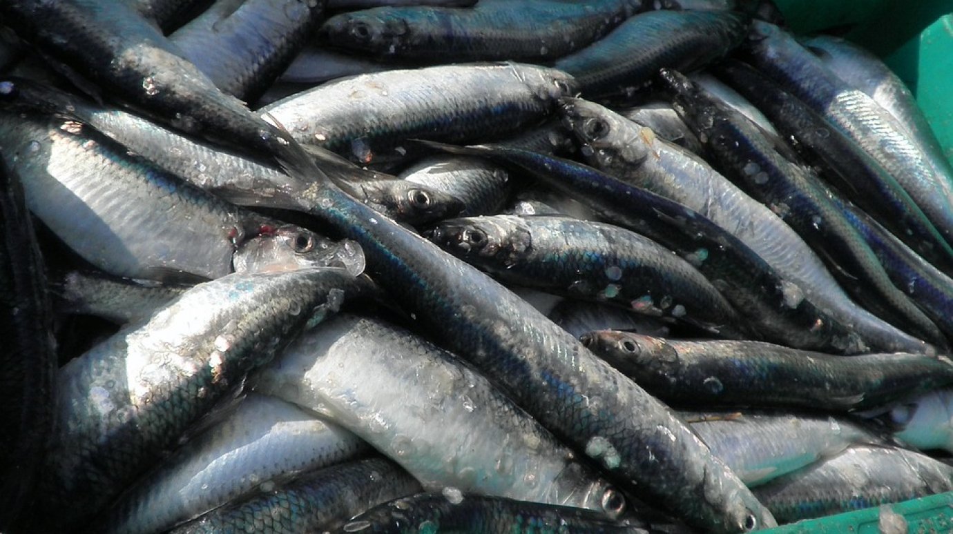В России предложили фиксировать цены на рыбу