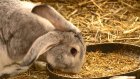 Гибель кроликов в Мокшанском районе привела к скандалу