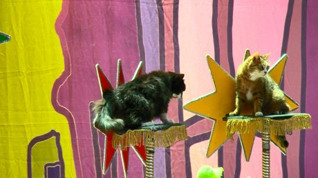 «Театр кошек Куклачева» подарил пензенцам незабываемый спектакль