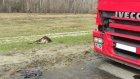 В ДТП с грузовиком в Мокшанском районе погибла лосиха