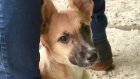 В Пензе приступили к бесплатной стерилизации домашних собак