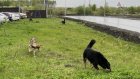 В Дальнем Арбекове вновь замечена стая бродячих собак