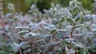 Пензенским садоводам и водителям напомнили об опасности заморозков