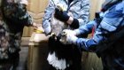 В Пензенской области выпустили на волю еще одного спасенного орлана