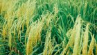 Российские посевы риса резко сократились