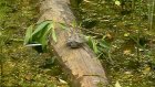 Краснокнижных болотных черепах заметили в черте Пензы