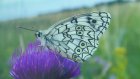 Пензенцам рассказали о бабочках как о ярком чуде природы