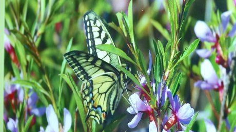 Пензенцам рассказали о бабочках как о ярком чуде природы