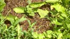 В Бессоновском районе на пасеках массово погибли пчелы