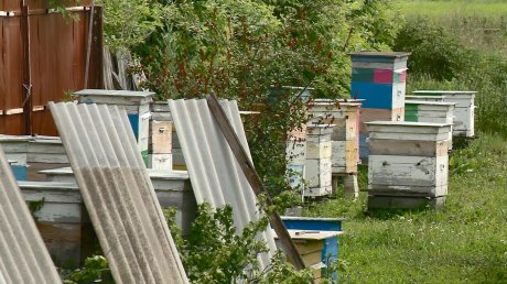 В Бессоновском районе на пасеках массово погибли пчелы