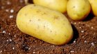 Дефицит картофеля в России исключили