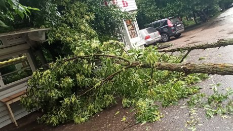 Шлагбаум: на ул. Коммунистической упавшее дерево закрыло проезд