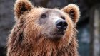 Специалисты объяснили, стоит ли ждать медведей и волков в Пензе