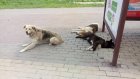 Россиянку приговорили к году ограничения свободы за гибель девочки от ее собак
