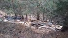 Кузнечанин ужаснулся загаженному лесу своего детства