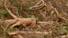 Жителей Ахун не устраивают ответы чиновников о законности вырубки леса