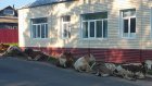 Под окнами пензенских чиновников  разлеглись «священные коровы»