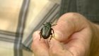 В Пензе и Лунинском районе нашли краснокнижного жука
