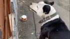 В Пензе пса посадили на цепь и оставили без воды и еды