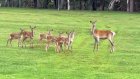 В Пензенской области вольер для полувольных оленей расширят на 30 га